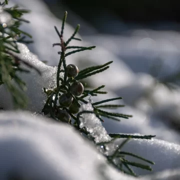 Explore Nature in Winter: Get to Know Trees and Shrubs with a Free E-Book!