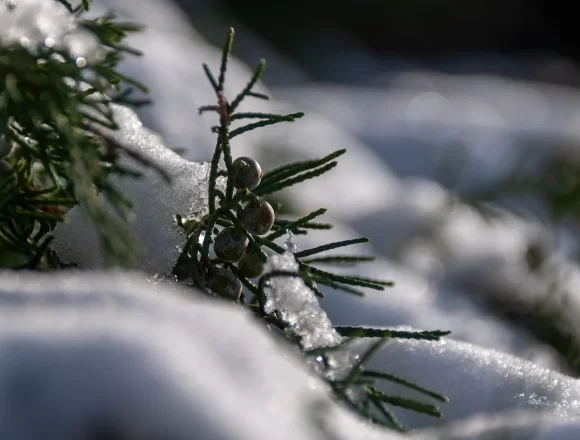 Explore Nature in Winter: Get to Know Trees and Shrubs with a Free E-Book!