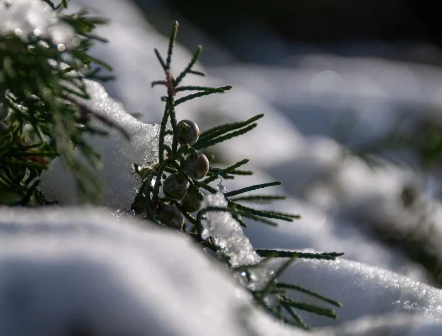 Explore Nature in Winter: Get to Know Trees and Shrubs with a Free E-Book!